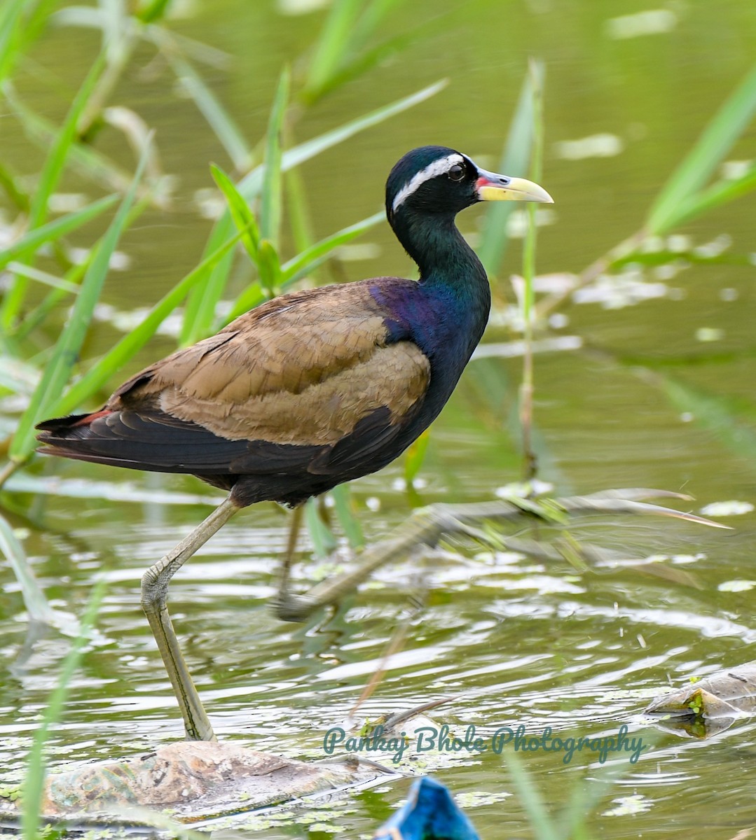 Bronze-winged Jacana - ML623549624