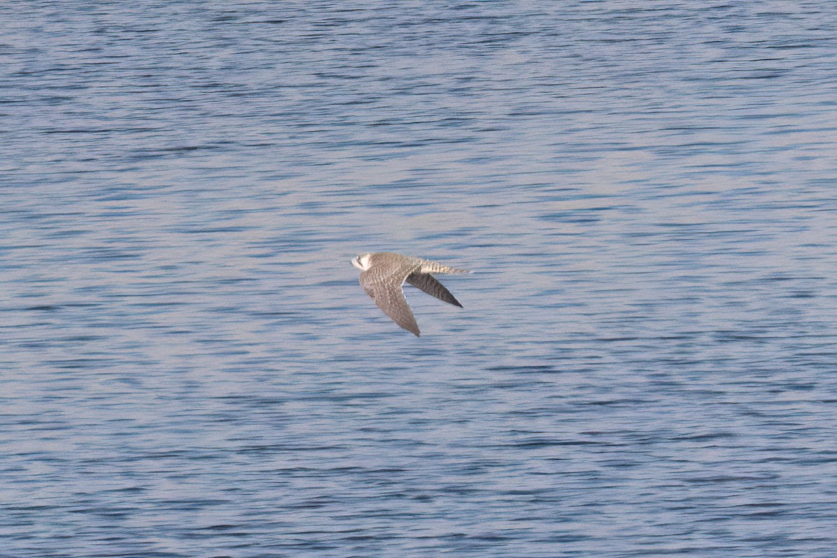 Peregrine Falcon (Barbary) - ML623549638