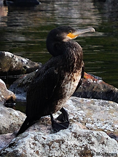 Great Cormorant - ML623549649