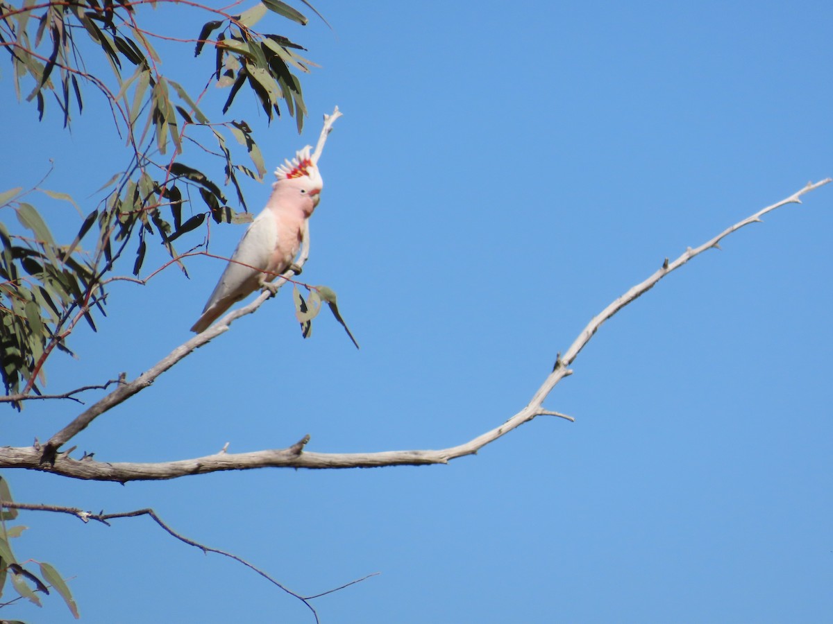 Pink Cockatoo - ML623549651