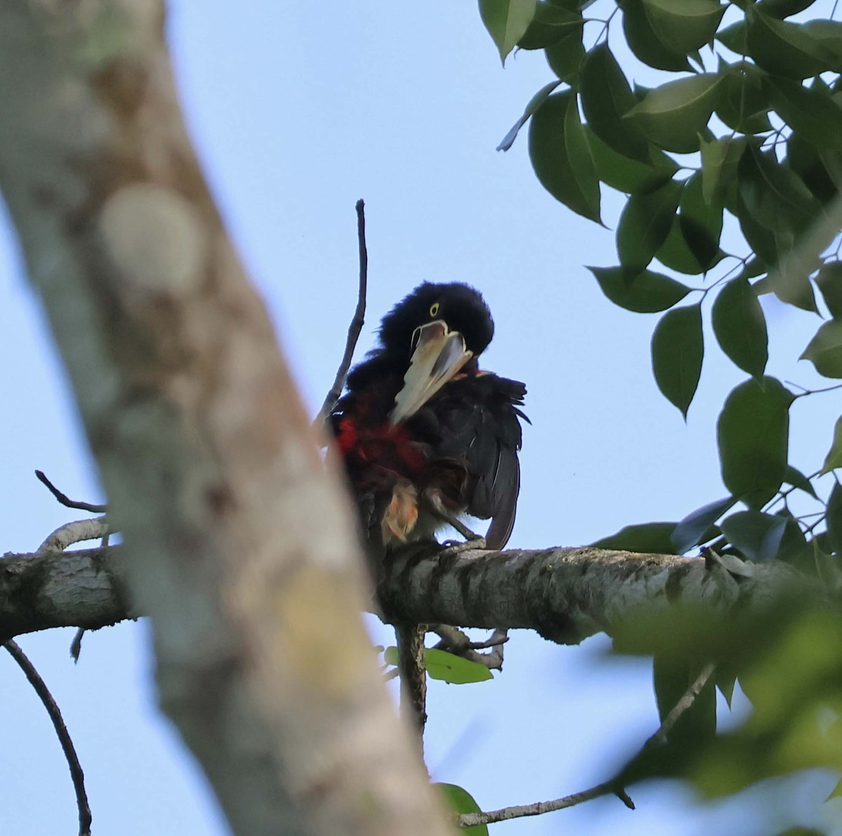 Collared Aracari - wr fortner