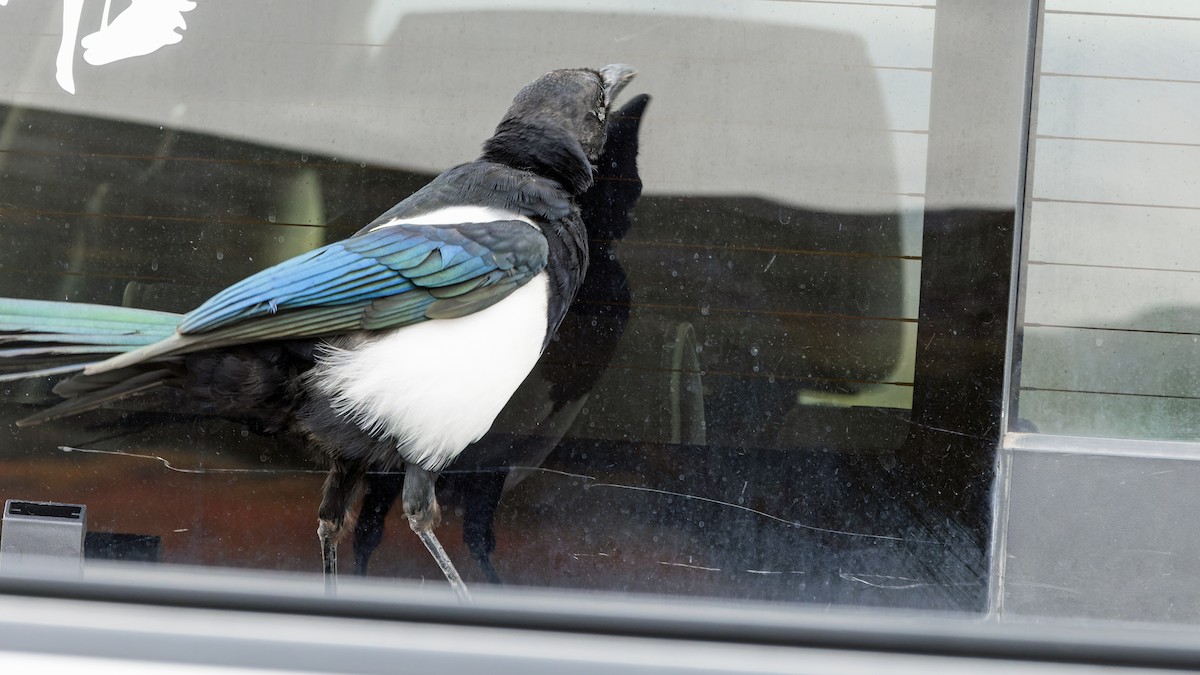 Black-billed Magpie - ML623549678