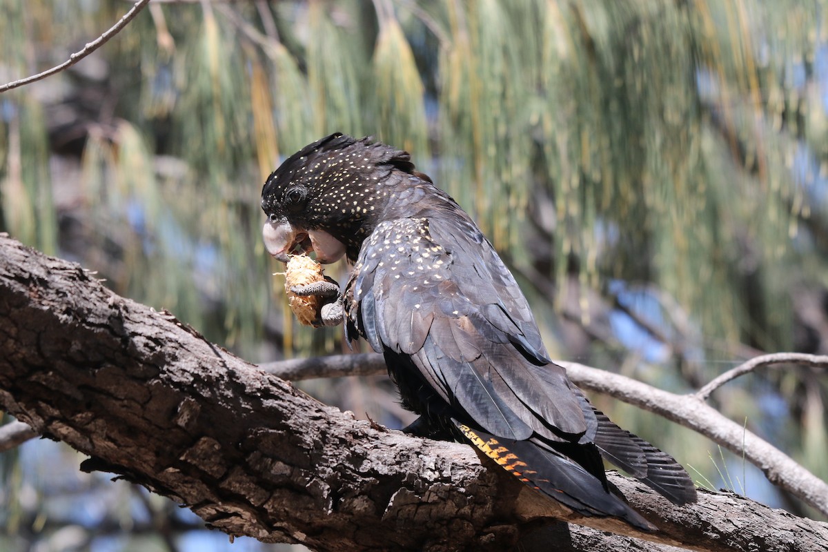 Red-tailed Black-Cockatoo - ML623549692