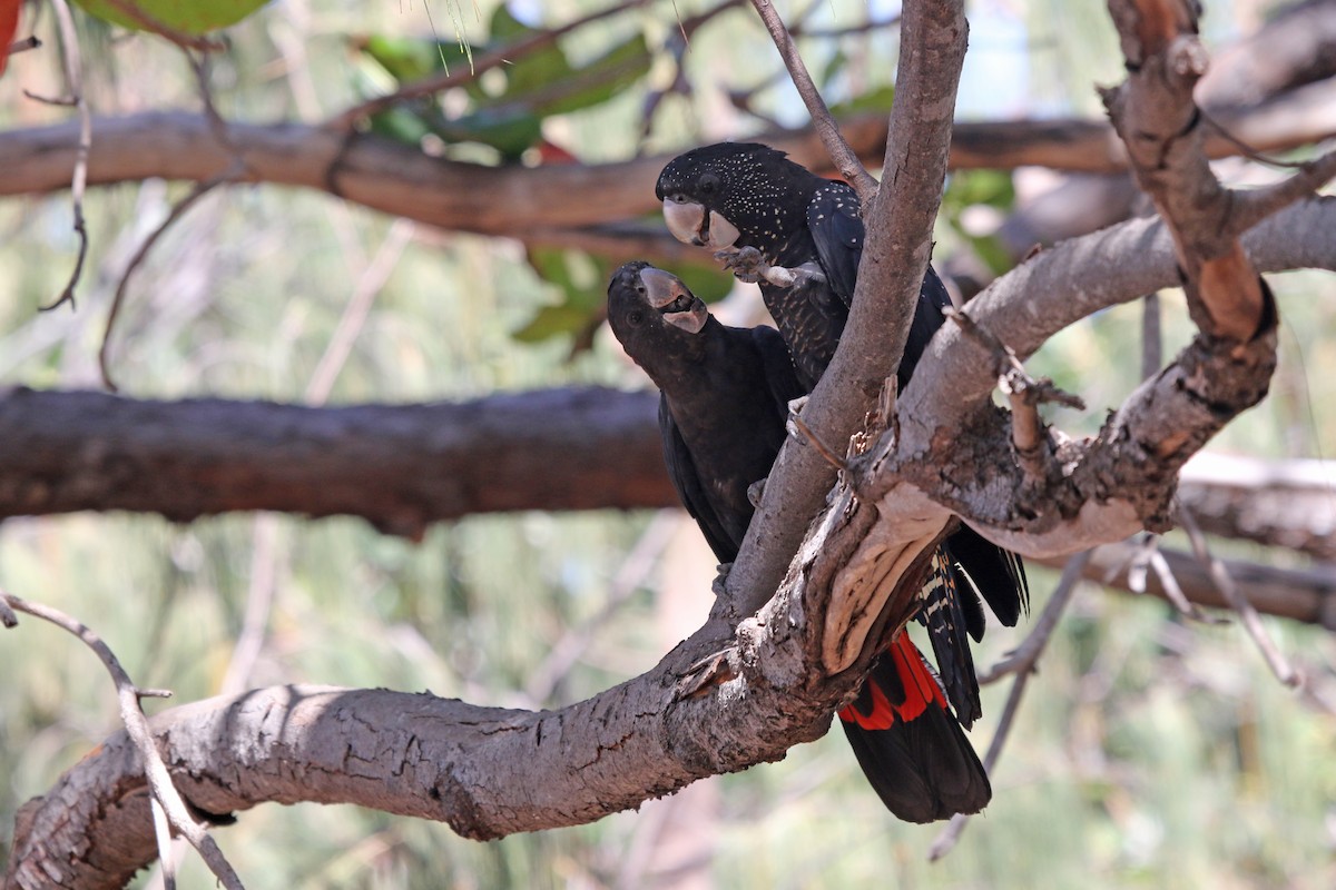 Red-tailed Black-Cockatoo - ML623549693