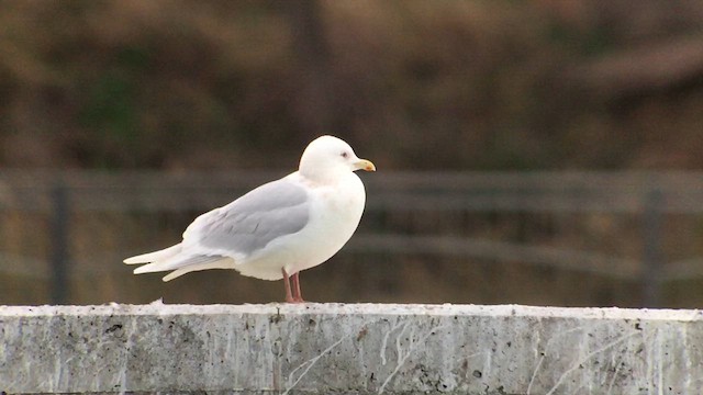 Iceland Gull - ML623549736