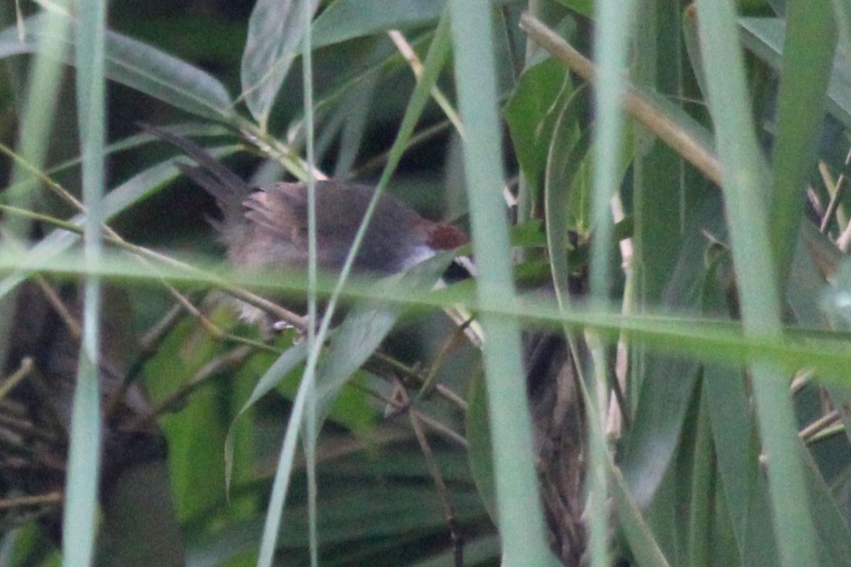 Chestnut-capped Babbler - ML623549737