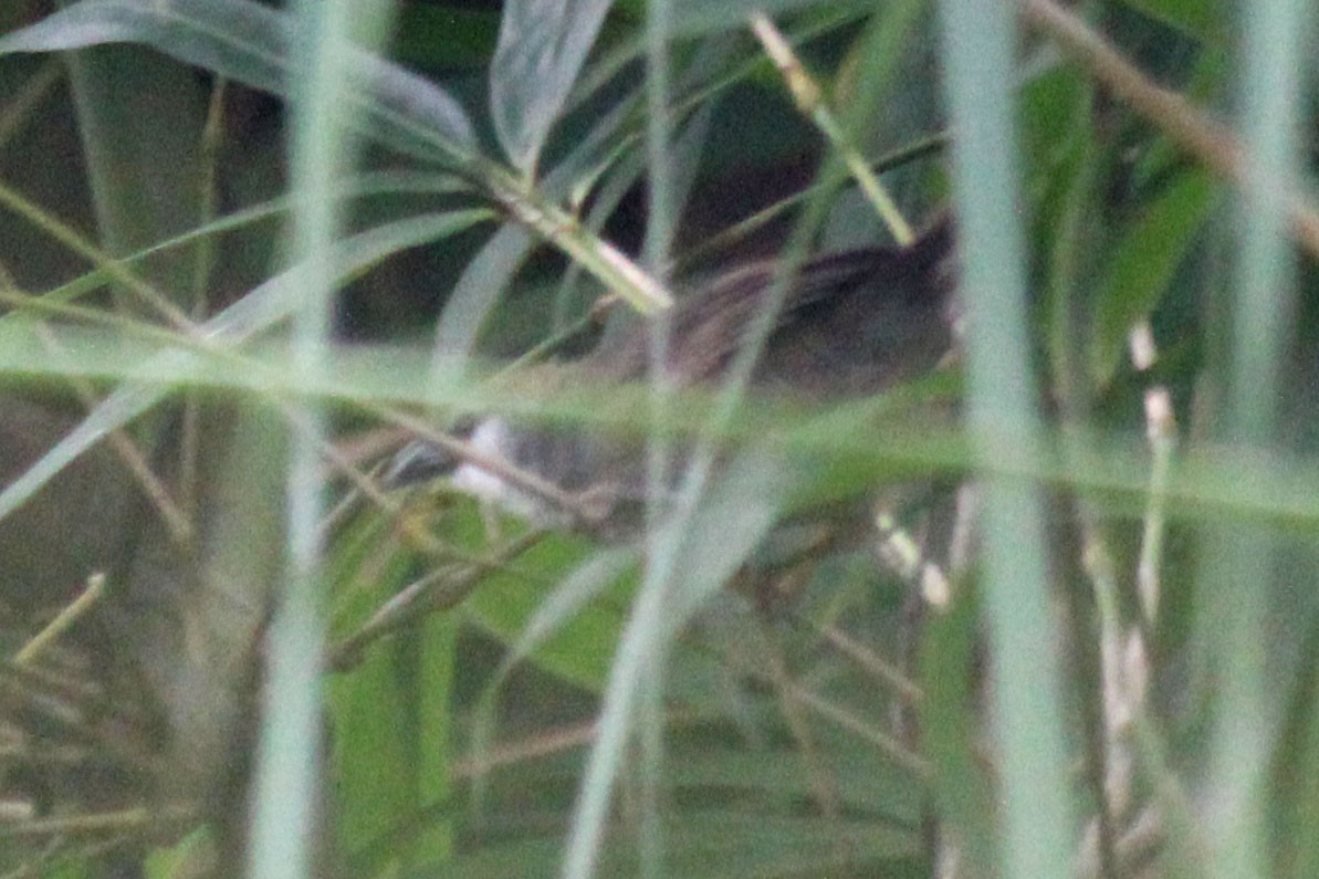 Chestnut-capped Babbler - ML623549753