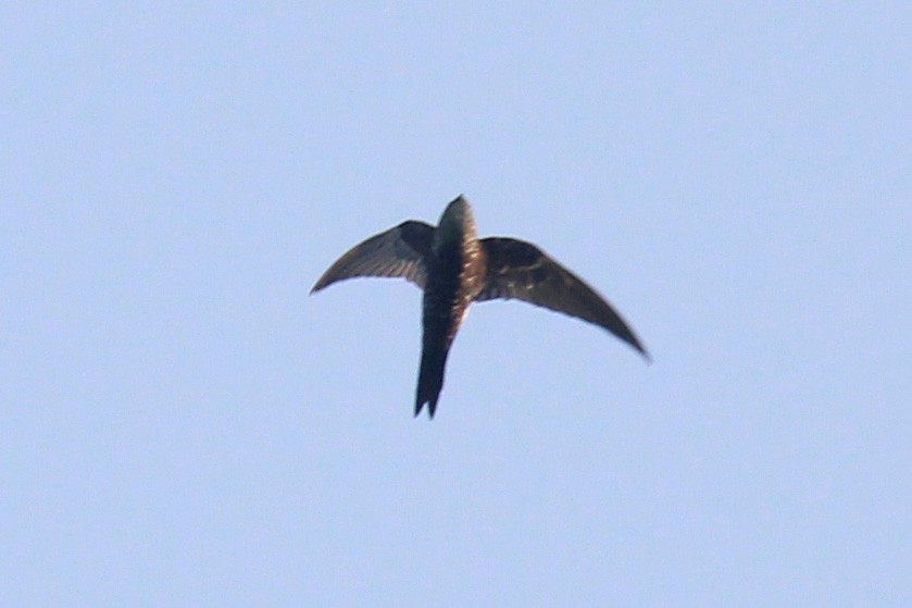 Pacific Swift - ML623549754