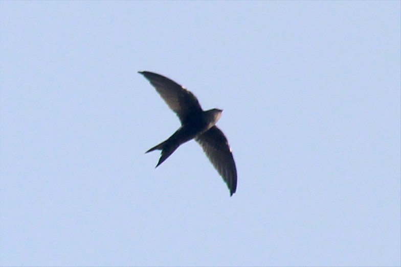 Pacific Swift - ML623549755