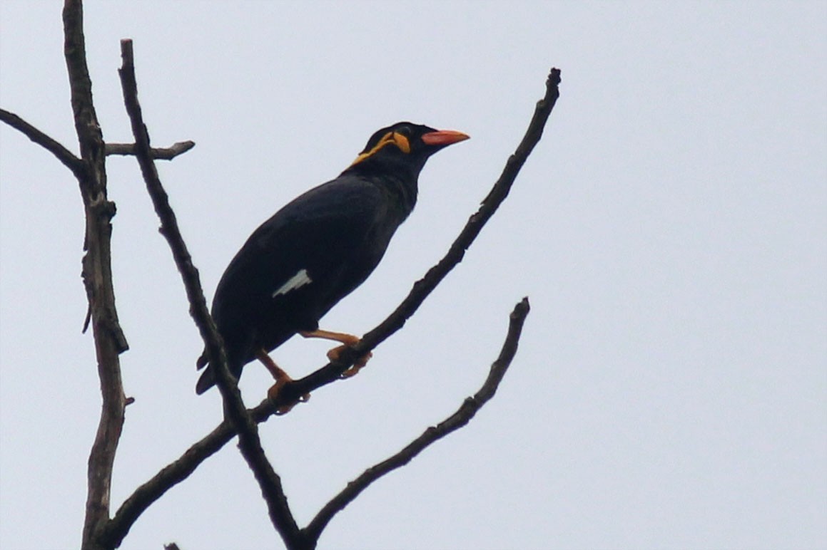 Common Hill Myna - ML623549759