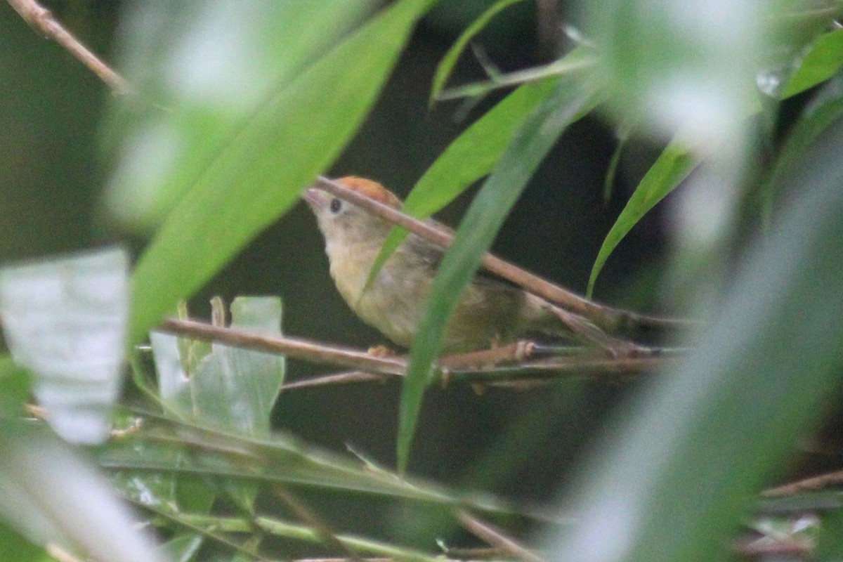 Rufous-fronted Babbler (Buff-chested) - ML623549764