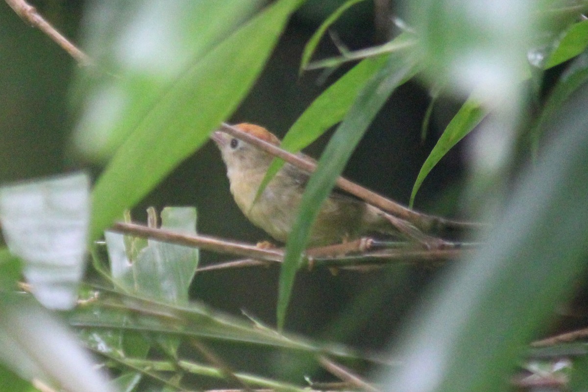 Buff-chested Babbler - ML623549764