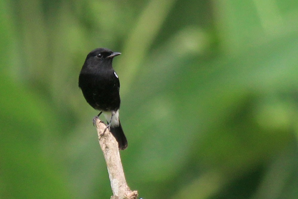 Pied Bushchat - ML623549766