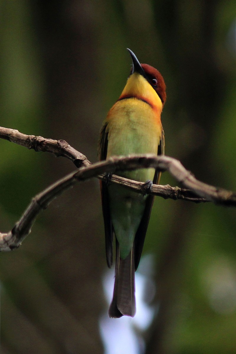 Chestnut-headed Bee-eater - Elias Thomas