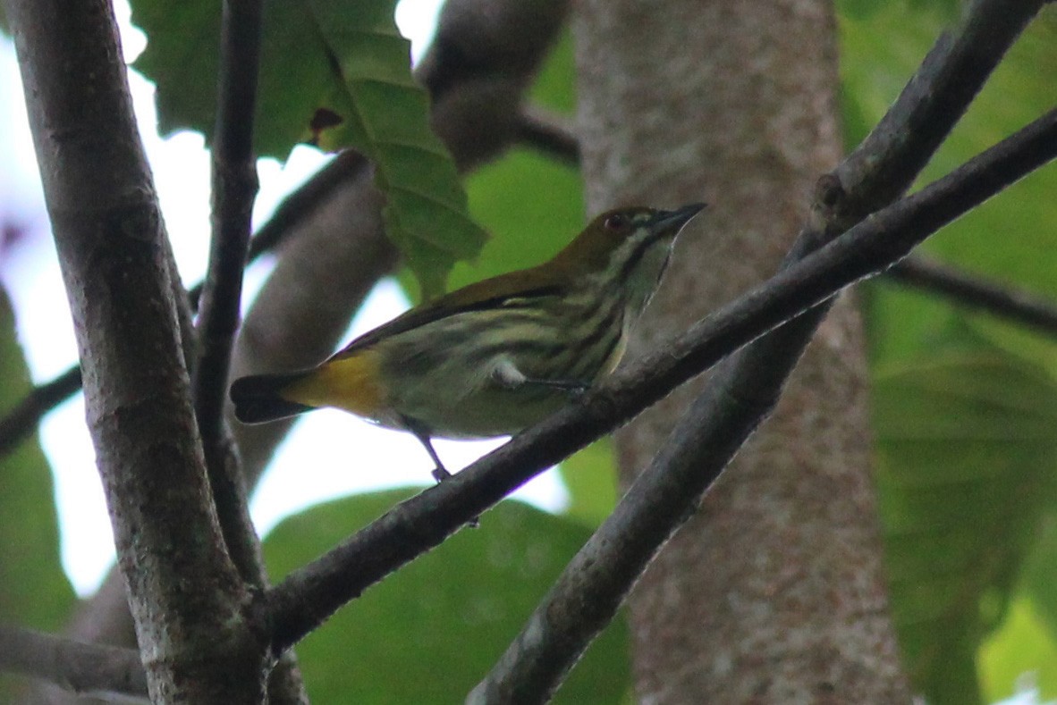 Yellow-vented Flowerpecker - ML623549777