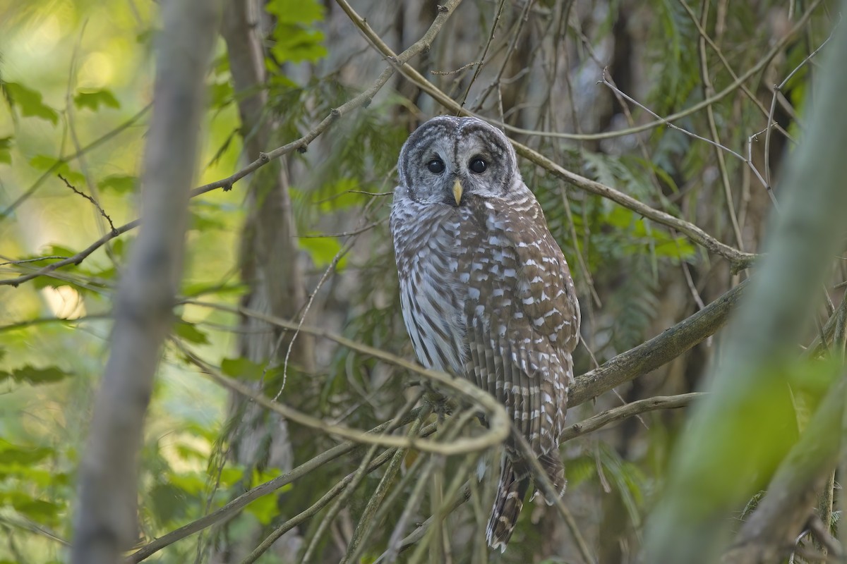 Barred Owl - ML623549794