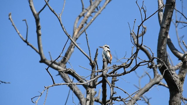 Red-backed Kingfisher - ML623549799