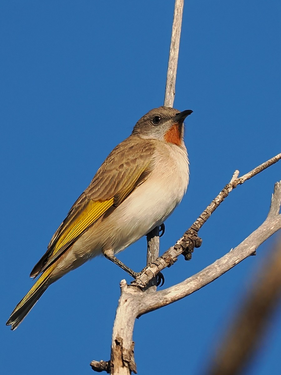 Rufous-throated Honeyeater - ML623549811