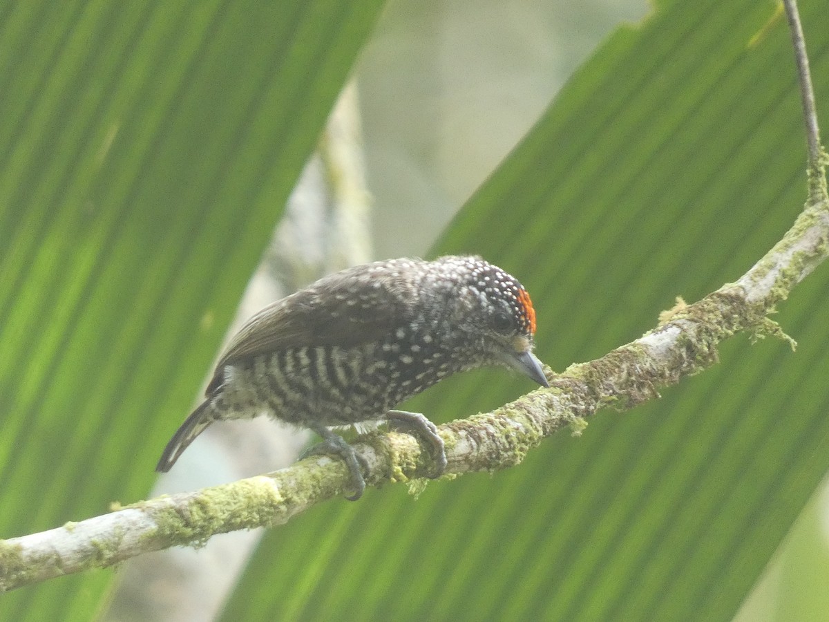 Speckle-chested Piculet - ML623549827