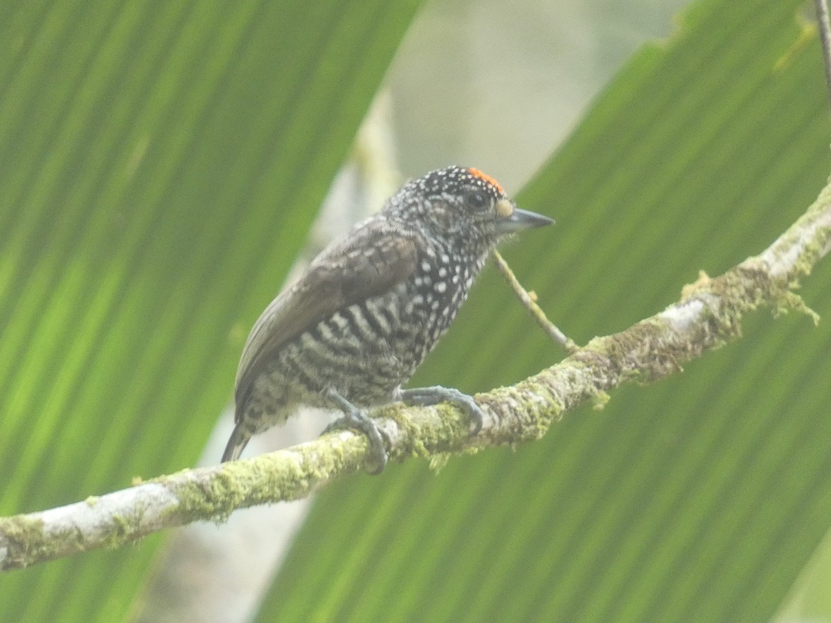 Speckle-chested Piculet - ML623549828