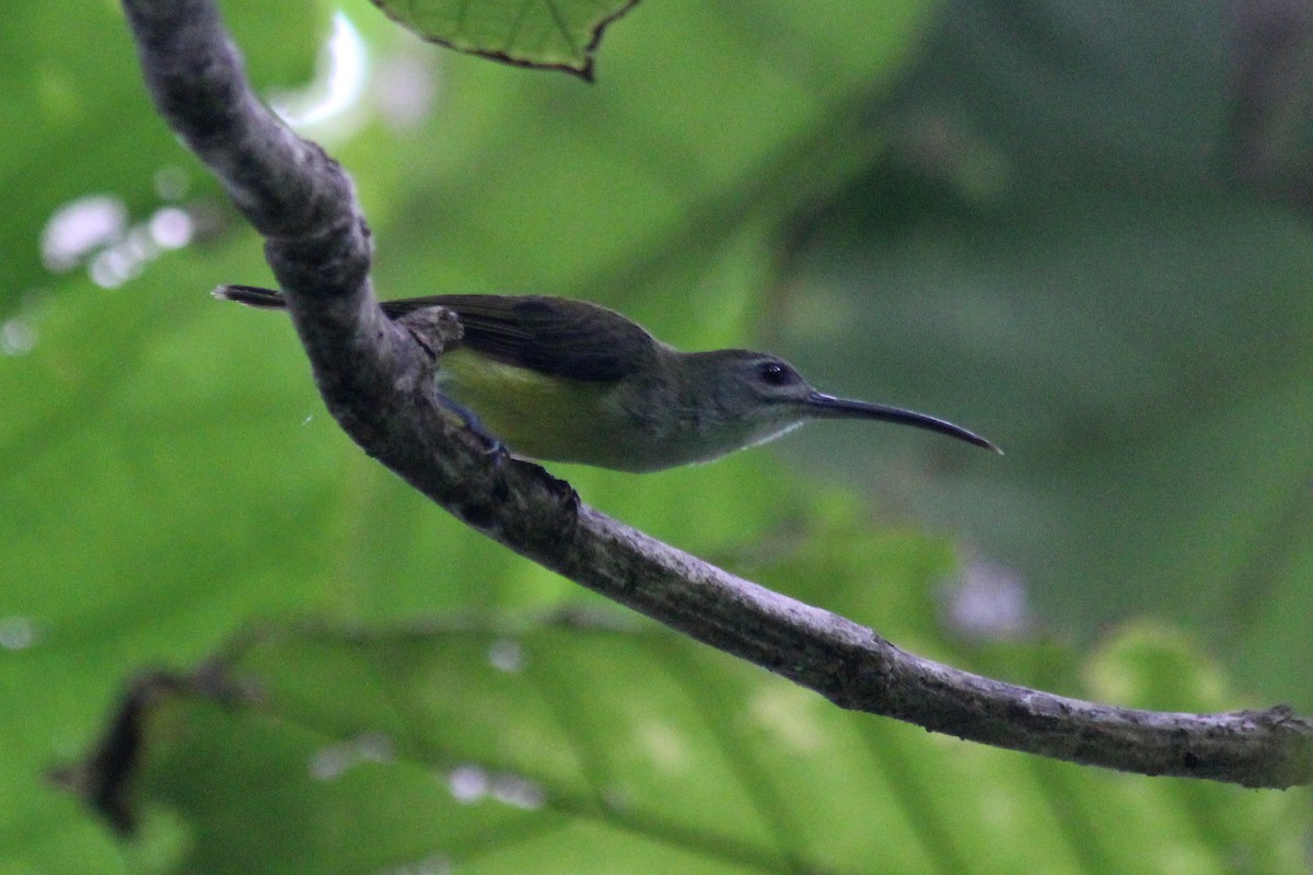 Little Spiderhunter - ML623549852