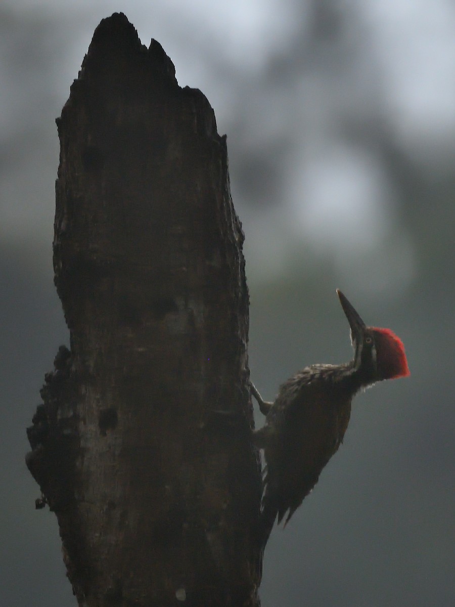 Greater Flameback - ML623549889