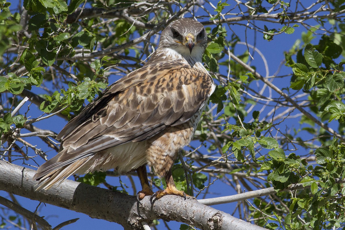 Ferruginous Hawk - ML62354991