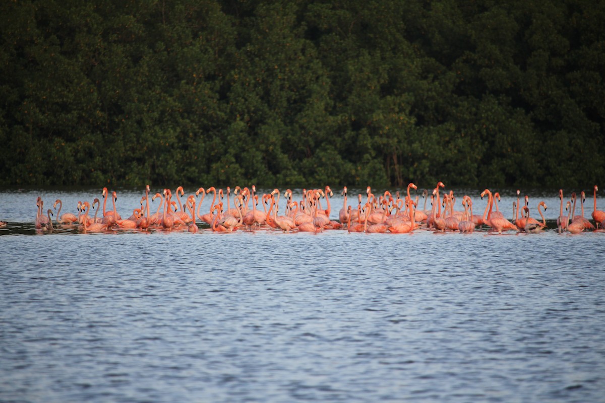 Flamant des Caraïbes - ML623549916