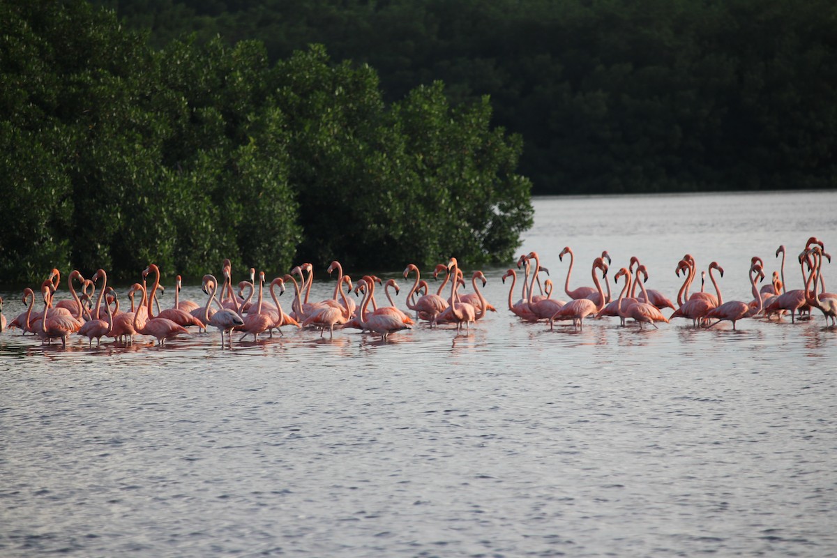 Flamant des Caraïbes - ML623549917