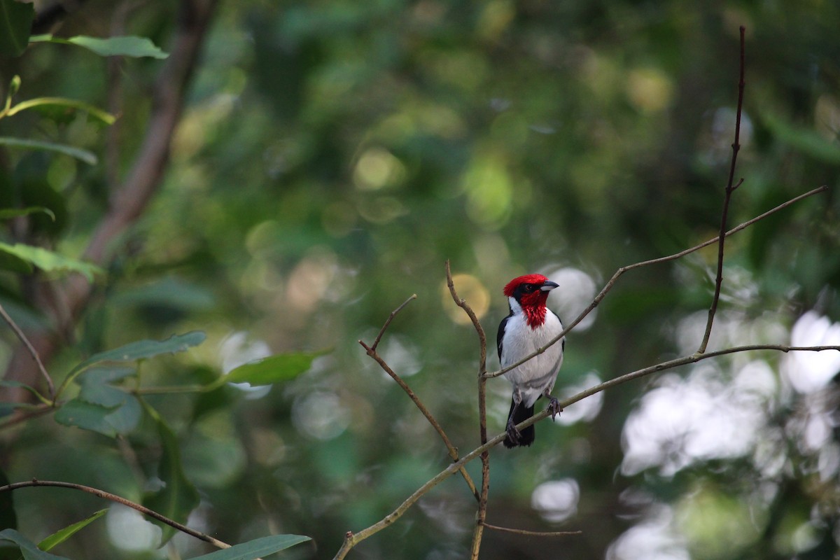 Masked Cardinal - ML623549936