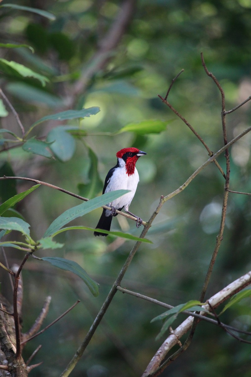 Masked Cardinal - ML623549937