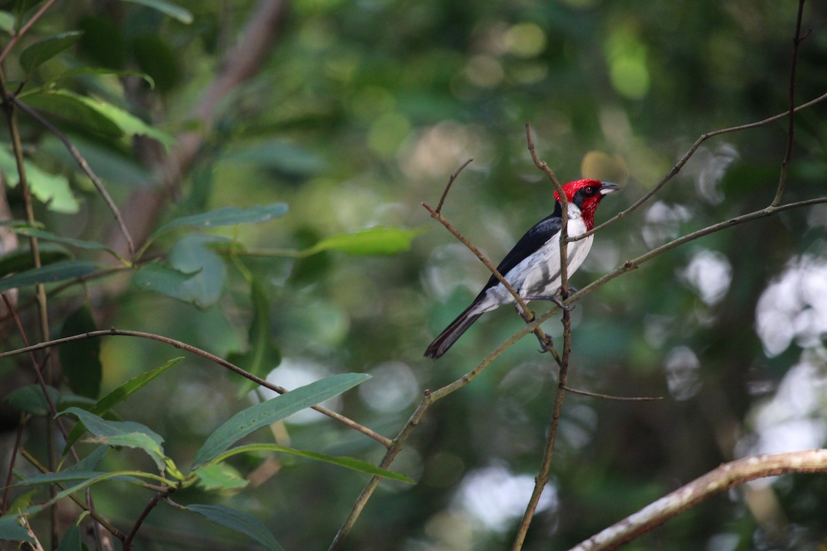 Masked Cardinal - ML623549938