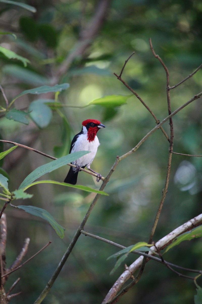 Masked Cardinal - ML623549939