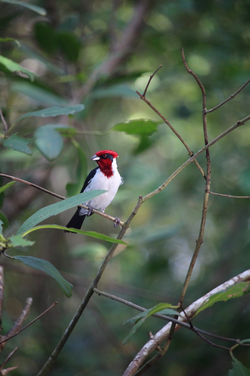 Masked Cardinal - ML623549940