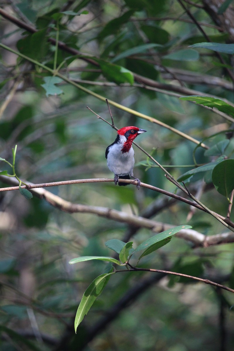 Masked Cardinal - ML623549941