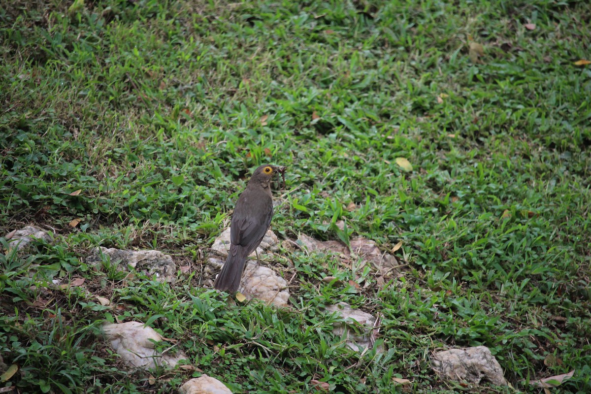 Spectacled Thrush - ML623549985