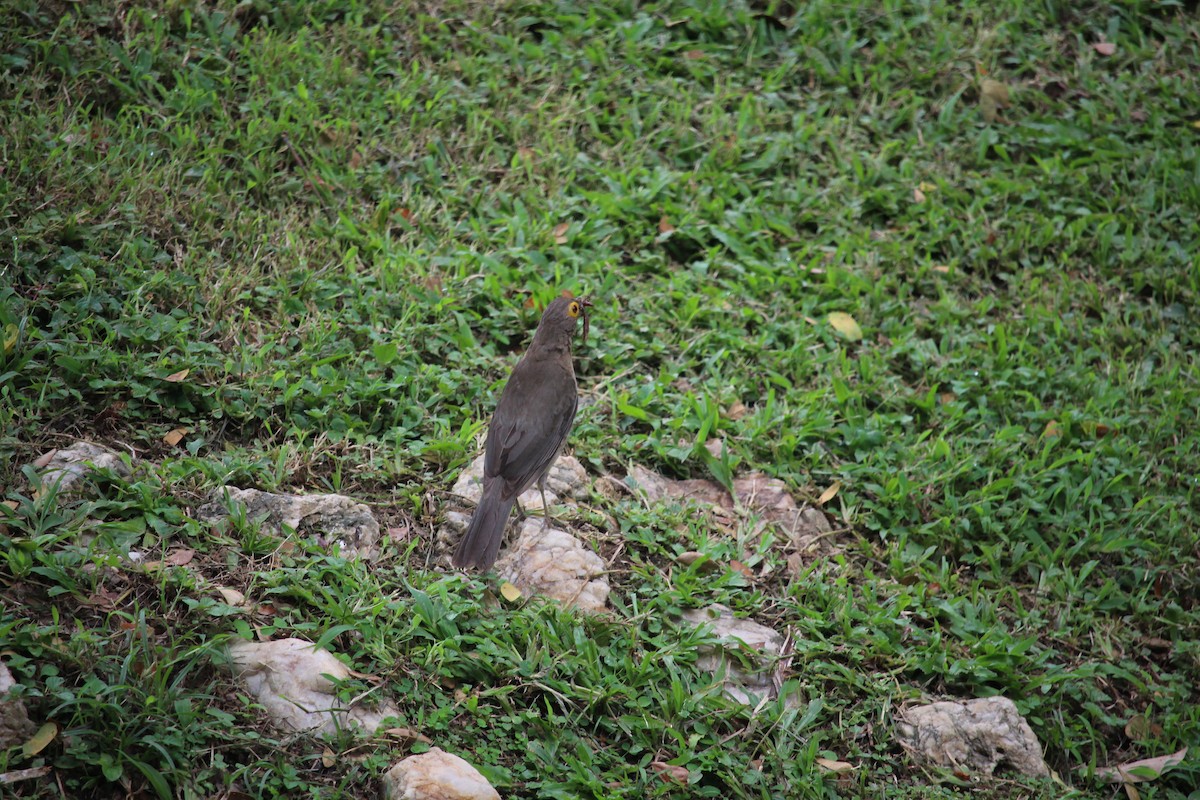 Spectacled Thrush - ML623549986