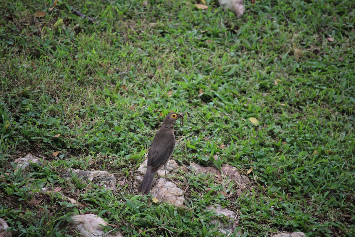 Spectacled Thrush - ML623549987