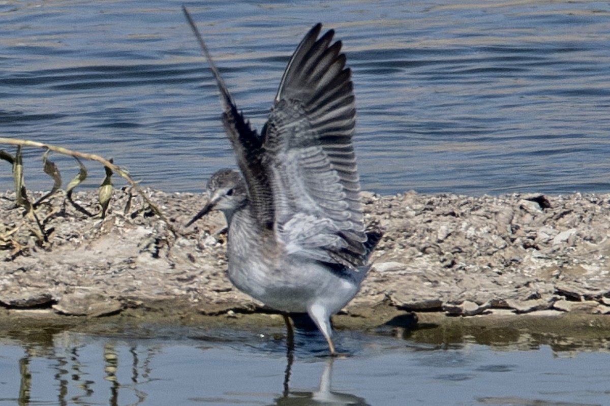 gulbeinsnipe - ML623549989