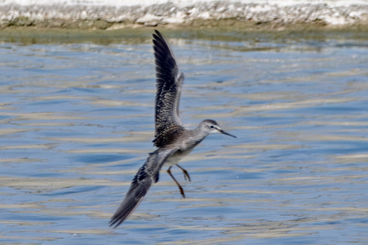 gulbeinsnipe - ML623549990