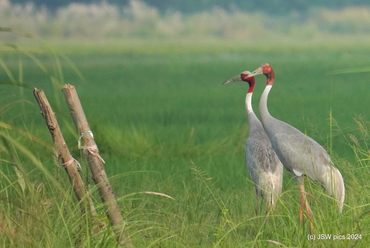 Sarus Crane - ML623549992