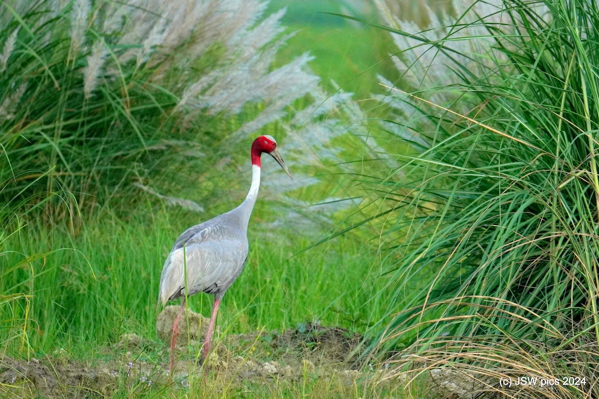 Sarus Crane - ML623549993