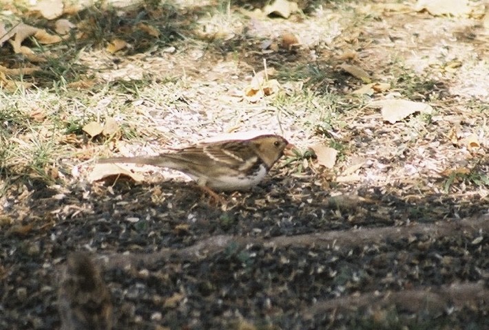 Harris's Sparrow - Tim Cowley