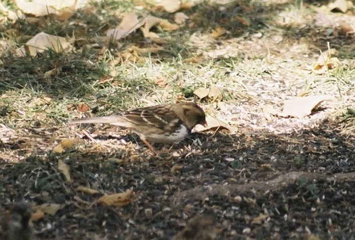 Harris's Sparrow - ML623549997