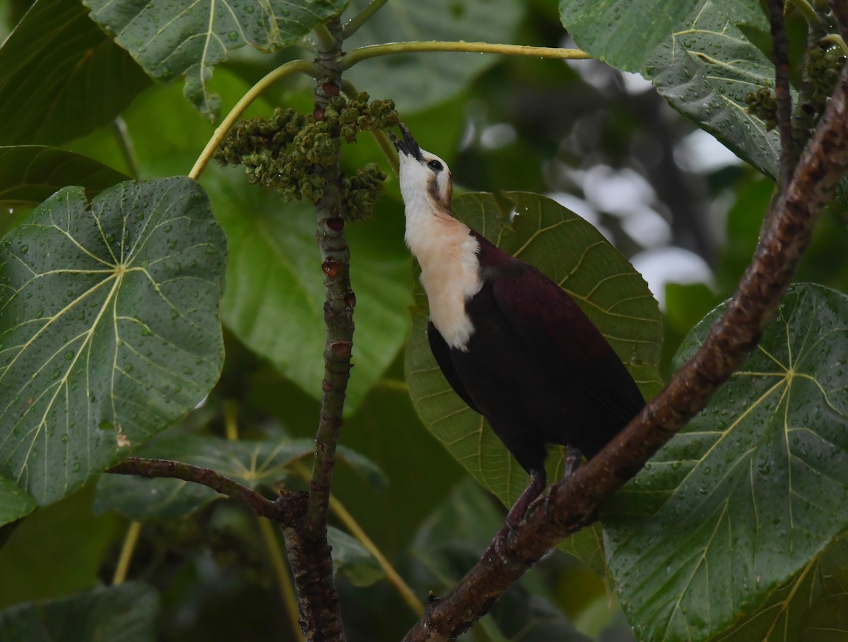 White-throated Ground Dove - ML623550013