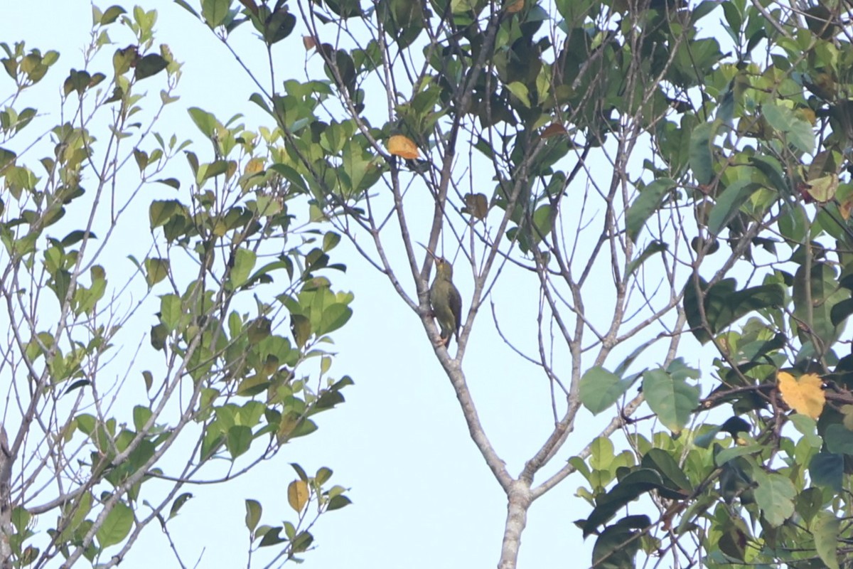 Yellow-eared Spiderhunter - ML623550026