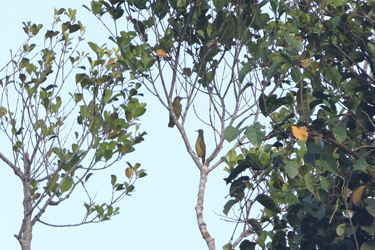 Yellow-eared Spiderhunter - ML623550027