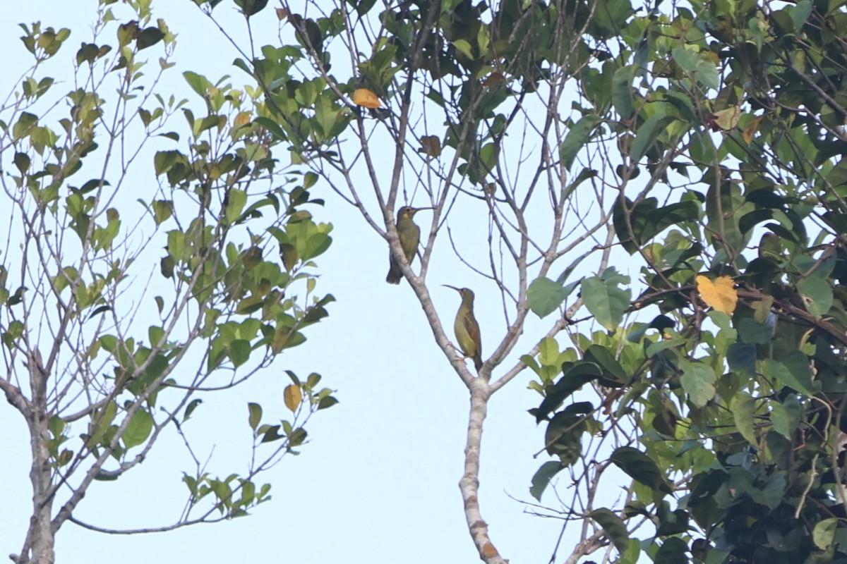 Yellow-eared Spiderhunter - ML623550028