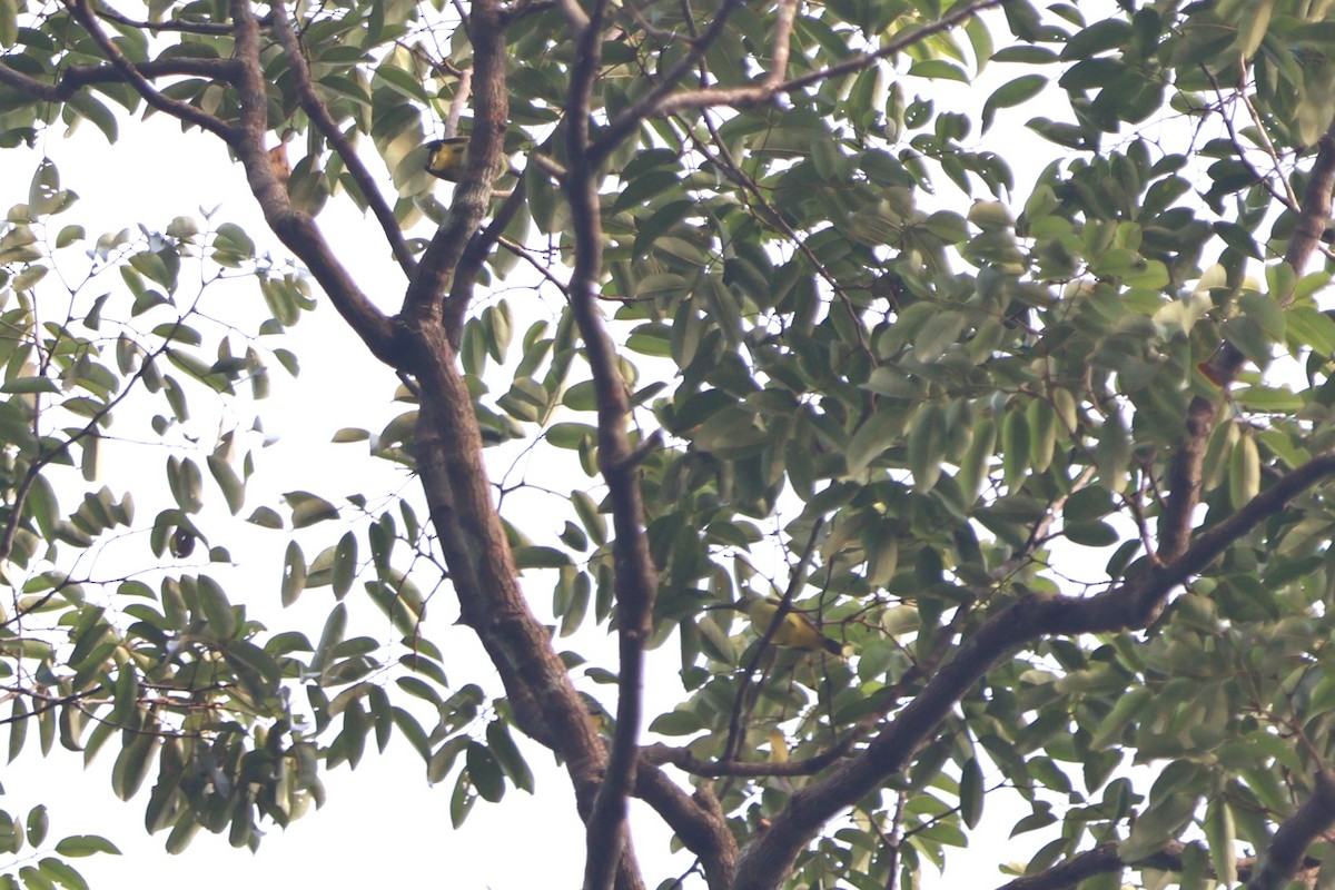 Yellow-eared Spiderhunter - ML623550029