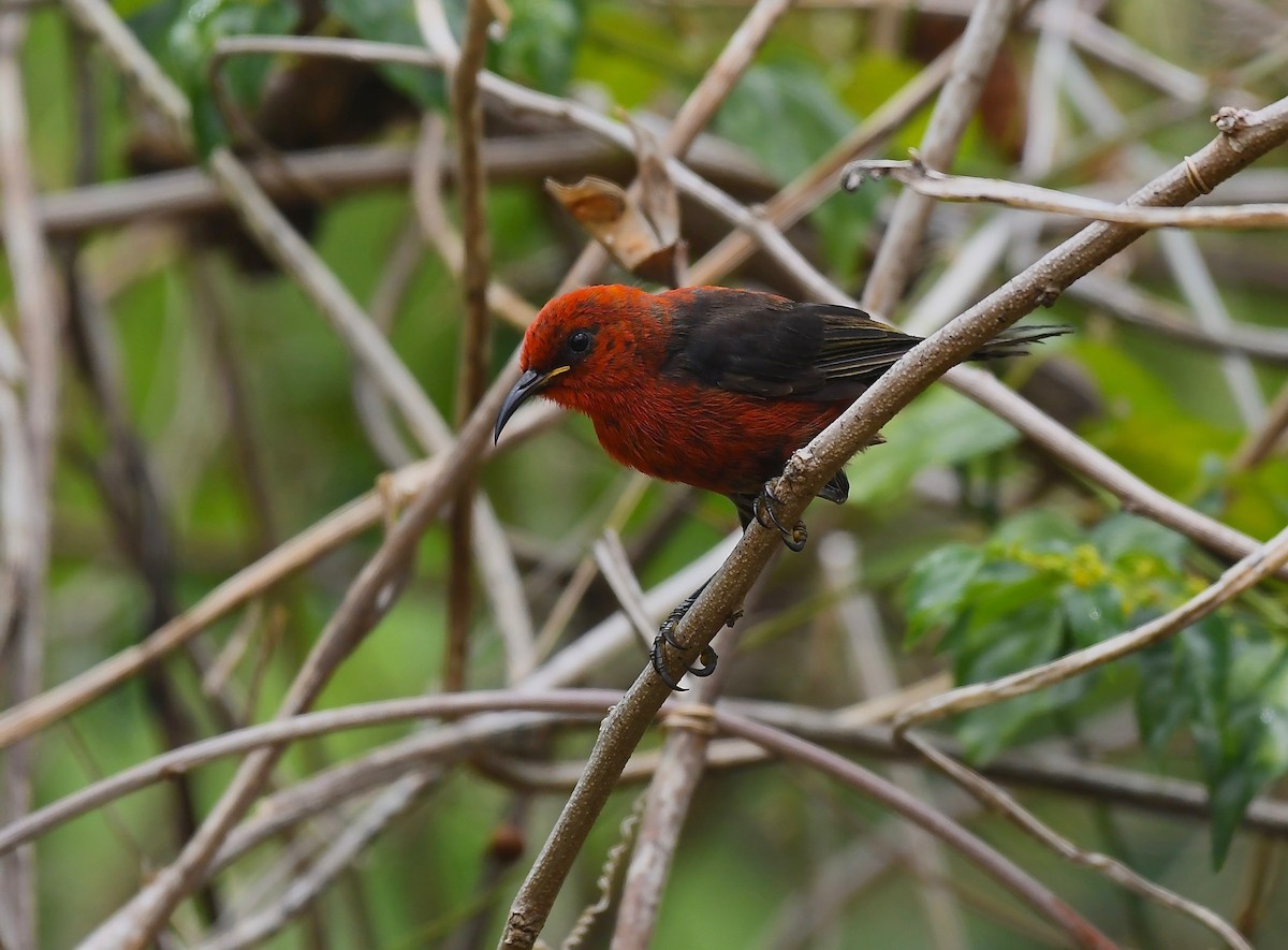 Micronesian Myzomela - ML623550030